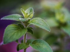 Ριγανέλαιο: Τα Θεραπευτικά Οφέλη του και Προσοχή στις Παρενέργειές του