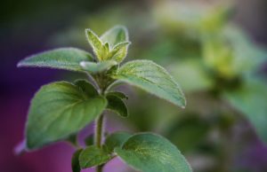 Ριγανέλαιο: Τα Θεραπευτικά Οφέλη του και Προσοχή στις Παρενέργειές του