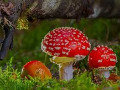 Το Πανάρχαιο Μανιτάρι της Γνώσης