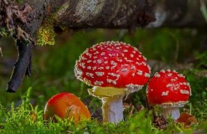 Το Πανάρχαιο Μανιτάρι της Γνώσης