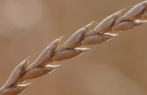 Ζέα ή Ζειά. Το δημητριακό των αρχαίων Ελλήνων