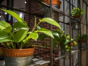 Τα 10 Καλύτερα Φυτά για το Φιλτράρισμα της Ατμόσφαιρας των Εσωτερικών Χώρων Σειρές από Golden πόθος (Κισσός διαβόλου) σε γλάστρες