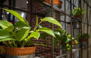 Τα 10 Καλύτερα Φυτά για το Φιλτράρισμα της Ατμόσφαιρας των Εσωτερικών Χώρων Σειρές από Golden πόθος (Κισσός διαβόλου) σε γλάστρες