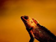 Ερμής Τρισμέγιστος: «Οι Κακές Ψυχές Επιστρέφουν στα Ερπετά»