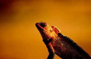 Ερμής Τρισμέγιστος: «Οι Κακές Ψυχές Επιστρέφουν στα Ερπετά»