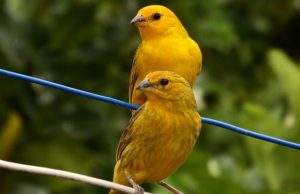 Πώς τα καναρίνια μας θα ζήσουνε πολλά χρόνια + Συμβουλές διατροφής δύο καναρίνια