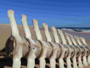 Οστά Γιγάντων στην Αρχαία Ελλάδα. Καταγραφές