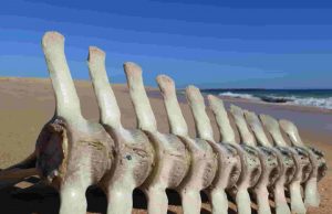 Οστά Γιγάντων στην Αρχαία Ελλάδα. Καταγραφές