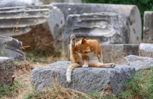 ΛΥΚΟΣΟΥΡΑ Η ΑΡΧΑΙΟΤΕΡΗ ΠΟΛΗ ΤΟΥ ΚΟΣΜΟΥ