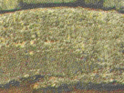 Η δυσδιάκριτη επιγραφή των Μυκηνών Η επιγραφή των Μυκηνών