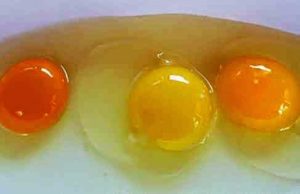 Ποιο Χρώμα Κρόκου Είναι Υγιές και Ωφέλιμο