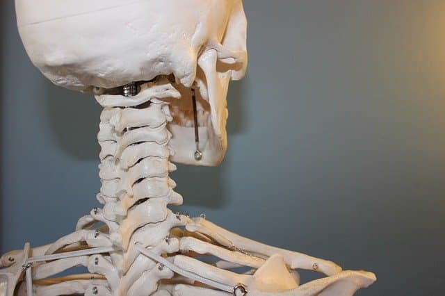 σκελετός,πίσω μέρος από το κεφάλι μέχρι τους ώμους