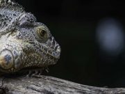 Ερπετοειδή μας «Φτύνουν» από το Φεγγάρι