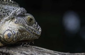 Ερπετοειδή μας «Φτύνουν» από το Φεγγάρι