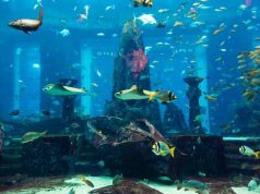 Η ΑΤΛΑΝΤΙΔΑ μας ΑΠΟΚΑΛΥΠΤΕΤΑΙ – ΝΕΑ ΠΡΟΣΕΓΓΙΣΗ Τροπικά ψάρια ενυδρείο σε ένα κοραλλιογενή ύφαλο