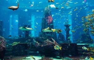 Η ΑΤΛΑΝΤΙΔΑ μας ΑΠΟΚΑΛΥΠΤΕΤΑΙ – ΝΕΑ ΠΡΟΣΕΓΓΙΣΗ Τροπικά ψάρια ενυδρείο σε ένα κοραλλιογενή ύφαλο