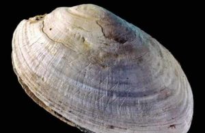 Κοχύλι 500.000 χρόνων με χαράξεις που θυμίζουν ελληνικά γράμματα