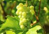 grapes-Image by Klaus Böhm from Pixabay-min