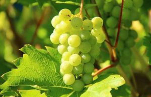 Γιατί οι Θεοί ή οι Εξωγήινοι Έπιναν ΚΡΑΣΙ;