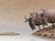 Γιατί δεν πρέπει να διαφωνούμε με έναν ηλίθιο