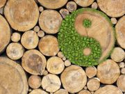 ΓΙΝ – ΓΙΑΝΓΚ: Η ΕΠΙΡΡΟΗ ΤΟΥΣ ΣΤΟ ΣΩΜΑ ΚΑΙ ΤΗΝ ΖΩΗ ΜΑΣ. ΓΙΝ - ΓΙΑΝΓΚ σε κορμό δέντρου