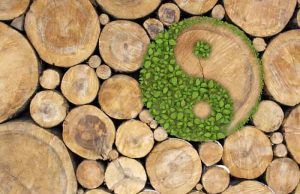 ΓΙΝ – ΓΙΑΝΓΚ: Η ΕΠΙΡΡΟΗ ΤΟΥΣ ΣΤΟ ΣΩΜΑ ΚΑΙ ΤΗΝ ΖΩΗ ΜΑΣ. ΓΙΝ - ΓΙΑΝΓΚ σε κορμό δέντρου