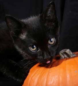 Η Σκοτεινή Πλευρά του Halloween
