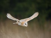 Γλαύκα: Το «Υπερόπλο» της Θεάς Αθηνάς