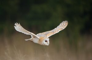 Γλαύκα: Το «Υπερόπλο» της Θεάς Αθηνάς