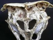 Το Mυστήριο του «Eξωγήινου» Kρανίου στην Ροδόπη