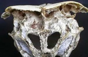 Το Mυστήριο του «Eξωγήινου» Kρανίου στην Ροδόπη