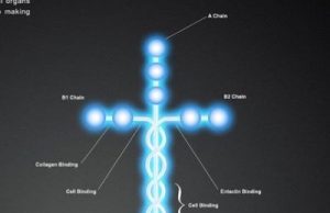 Τα Ερπετοειδή Τρέμουν τον Σταυρό στον Οργανισμό μας