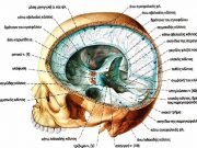 Υπόφυση Εγκεφάλου: Όλη η Αλήθεια. Σας ενδιαφέρει