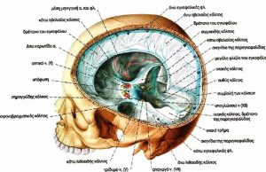 Υπόφυση Εγκεφάλου: Όλη η Αλήθεια. Σας ενδιαφέρει