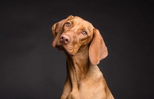 Τα Σκυλιά Βλέπουν τις Οντότητες που Κινούνται Δίπλα μας; Τα Σκυλιά Βλέπουν τις Οντότητες που Κινούνται Δίπλα μας;