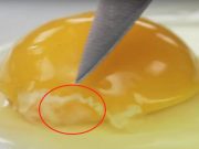 Τι είναι το μυστηριώδες κορδόνι στο αυγό που πολλοί θεωρούν επικίνδυνο αν το δουν