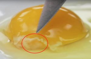 Τι είναι το μυστηριώδες κορδόνι στο αυγό που πολλοί θεωρούν επικίνδυνο αν το δουν