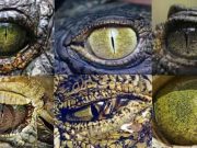 Το Μυστικό που Λύνει το Μυστήριο των Ερπετοειδών