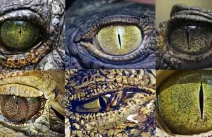 Το Μυστικό που Λύνει το Μυστήριο των Ερπετοειδών