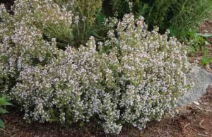 Πως η ελληνική ρίγανη μπορεί να σώσει τον πλανήτη από την κλιματική αλλαγή