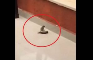 Σπουργίτι επαναφέρει ένα άλλο σπουργίτι με «τεχνητή αναπνοή» (video)