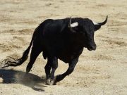 Το Μυστήριο με τα Μινωϊκά Ταυροκαθάψια. Τι ήταν; μαύρος ταύρος