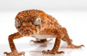 Η παράξενη μαρτυρία για εμφάνιση ερπετοειδούς στην Κατερίνη. Αληθινή, αστικός θρύλος ή φάρσα;