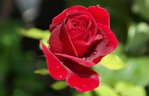 Προστασία Αρνητικής Ενέργειας. Η Τεχνική του Τριαντάφυλλου