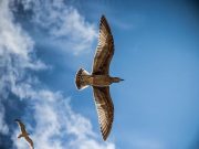 Γιατί Γίναμε Διώκτες των «Ν» και «Σ» του Ελληνικού αλφάβητου;