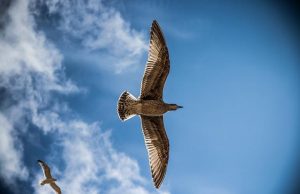 Γιατί Γίναμε Διώκτες των «Ν» και «Σ» του Ελληνικού αλφάβητου;