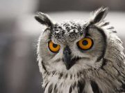 Η Γλαύκα της Θεάς Αθηνάς και ο συμβολισμός της γλαύκα