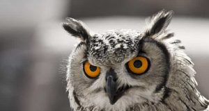 Η Γλαύκα της Θεάς Αθηνάς και ο συμβολισμός της γλαύκα