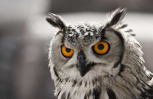 Η Γλαύκα της Θεάς Αθηνάς και ο συμβολισμός της γλαύκα