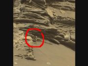 Βρέθηκε Είδος Φυτού στον Άρη; Φωτογραφία NASA